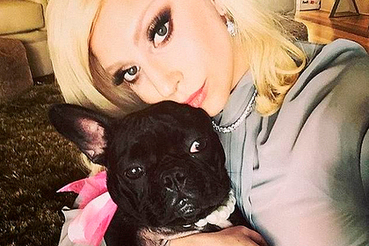 Леди Гага пообещала полмиллиона долларов за возвращение ее собак